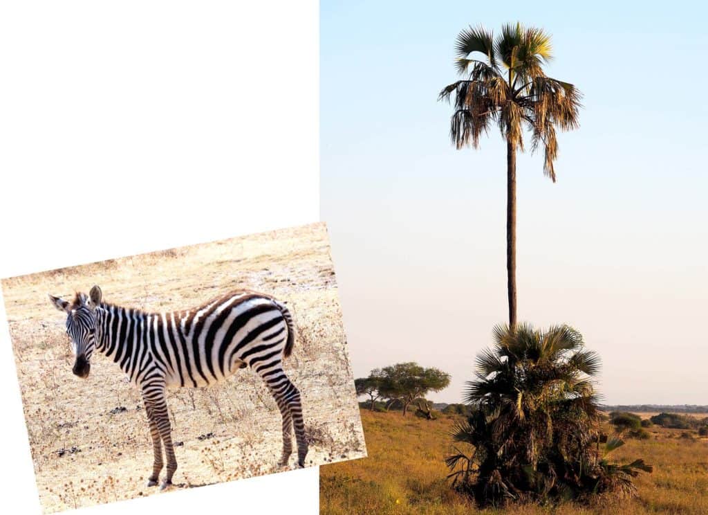 zebra-palm